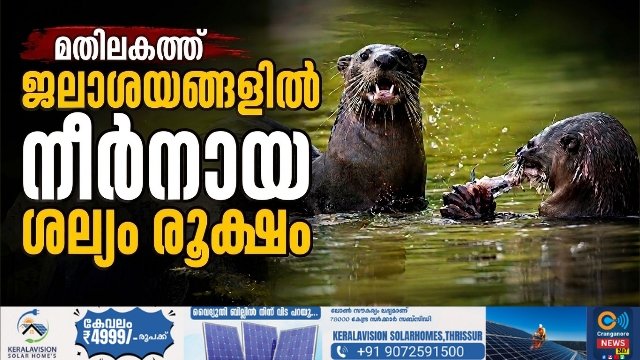 മതിലകത്ത് ജലാശയങ്ങളിൽ നീർനായ ശല്യം രൂക്ഷം; 1